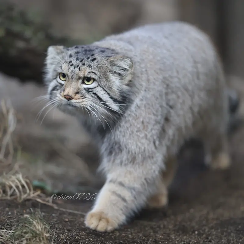 A photograph of Nagomu in Nasu Animal Kingdom