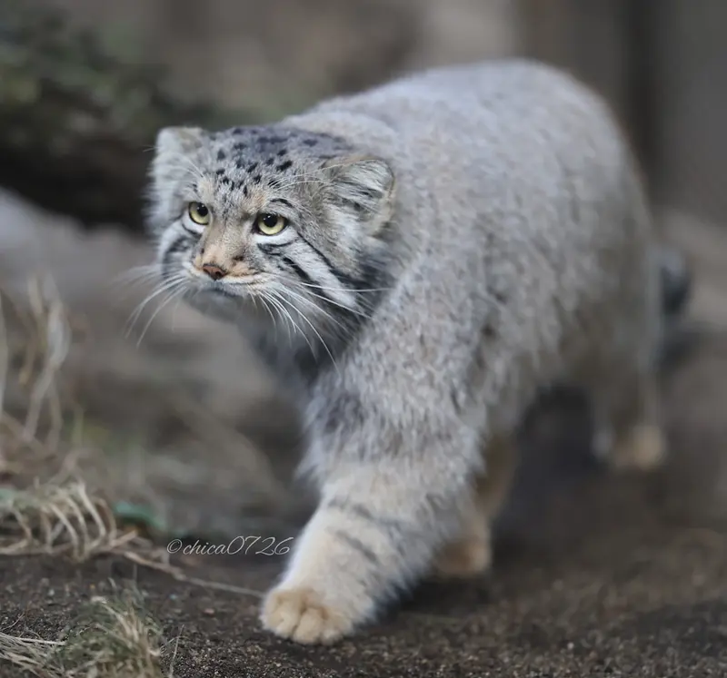 A photograph of Nagomu in Nasu Animal Kingdom