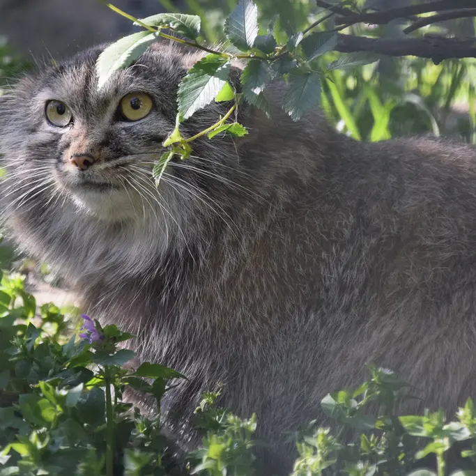 A photograph of Lucy in Budapest Zoo & Botanical Garden