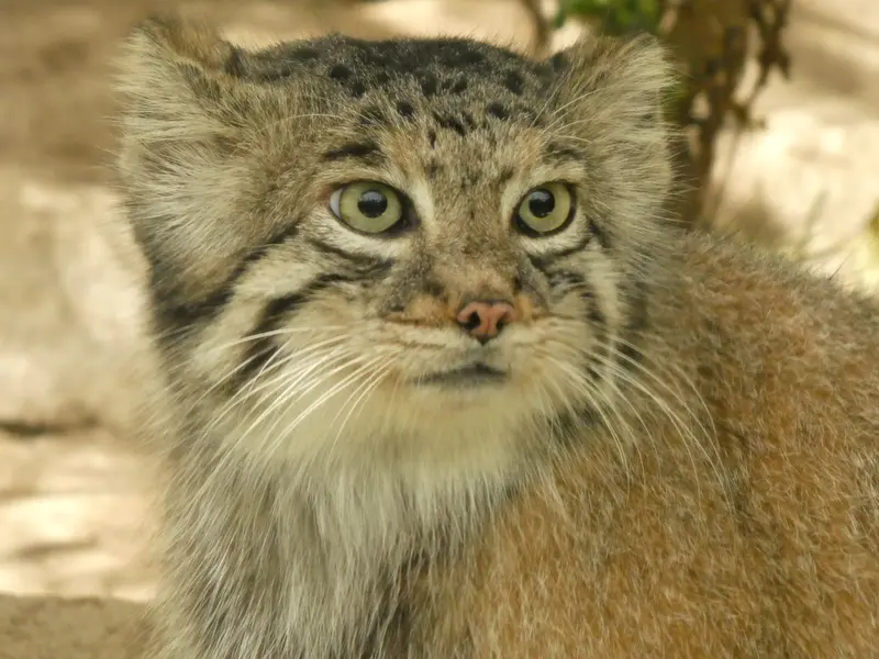 A photograph of Az in Kobe Animal Kingdom