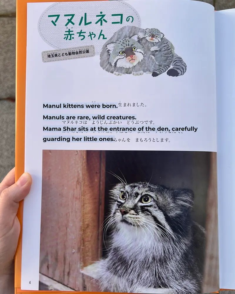 A photograph of a Pallas's cat