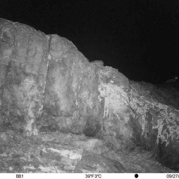 A photograph of Red fox from Aktas-Kunkora camera trap