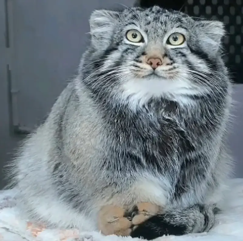 A photograph of Sun Sanlang in Qinghai-Tibet Plateau Wildlife Zoo