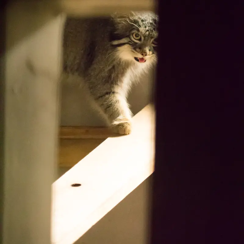 A photograph of Figa in Nogeyama Zoo