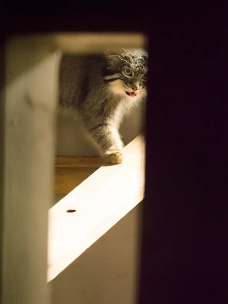 A photograph of Figa in Nogeyama Zoo