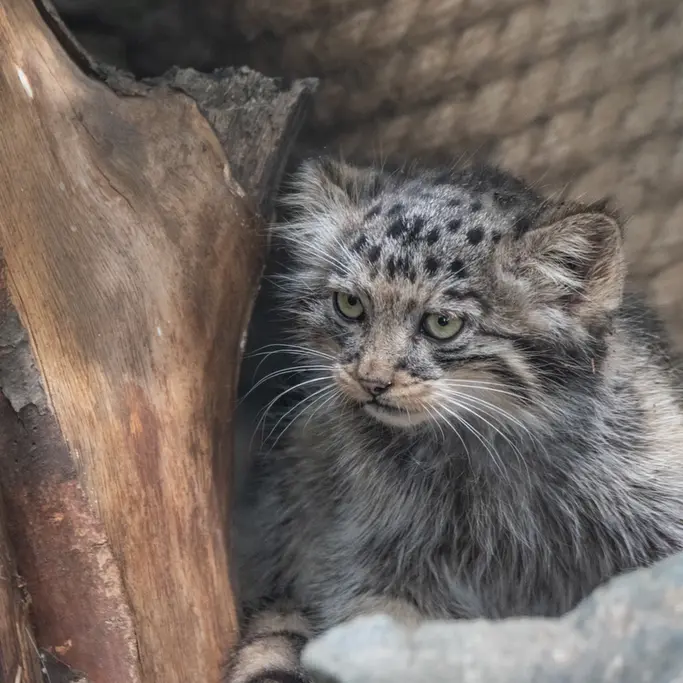 A photograph of a Pallas's cat in Brno Zoo
