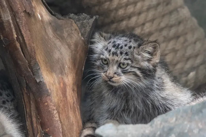 A photograph of a Pallas's cat in Brno Zoo