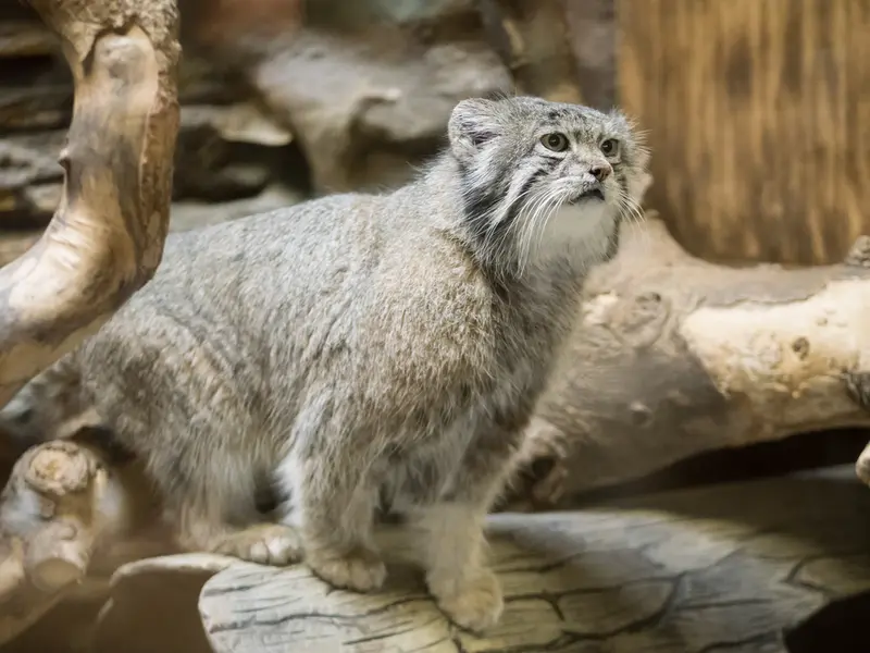 A photograph of Klyon in Ueno Zoological Gardens