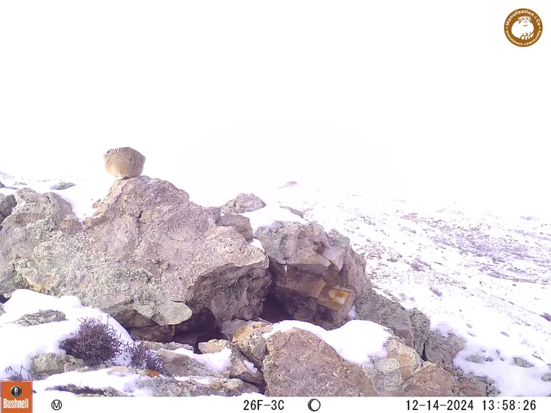 A photograph of Pika from Besshoky 1 camera trap