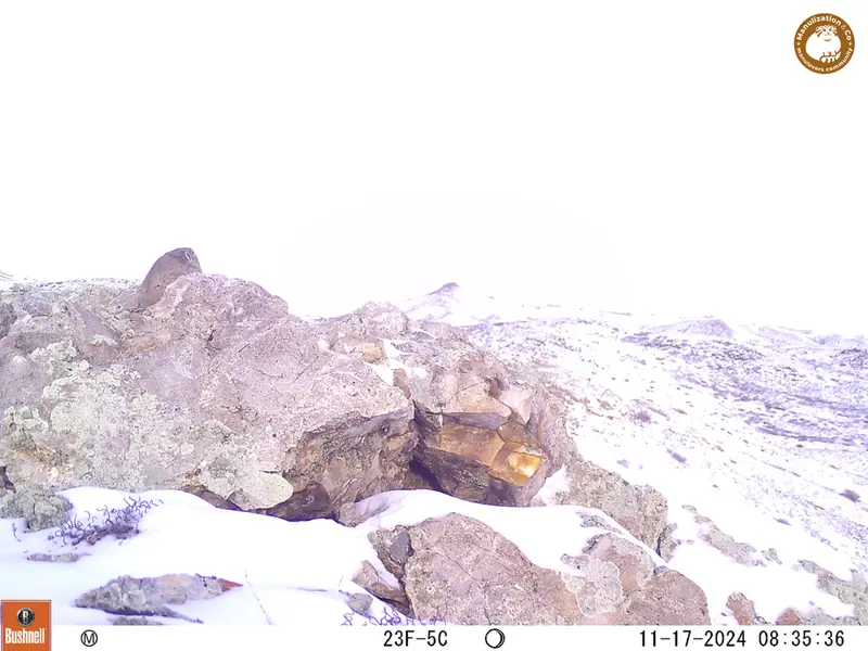 A photograph of Pika from Besshoky 1 camera trap