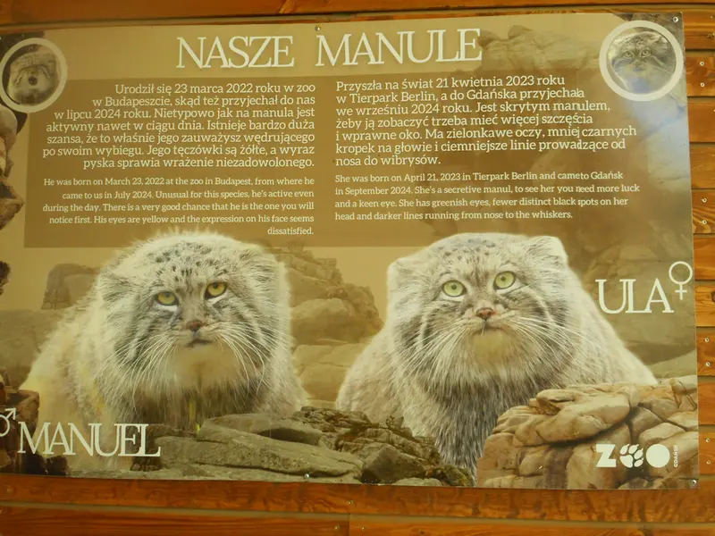 A photograph of a Pallas's cat