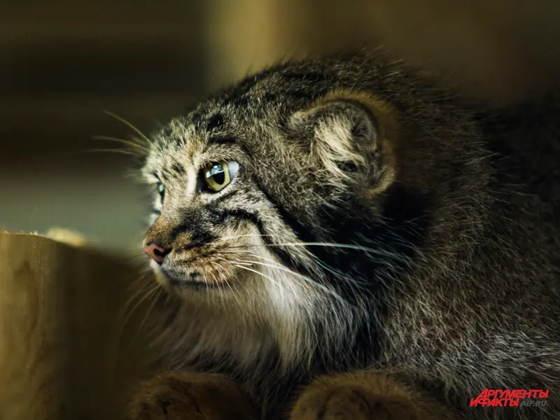 A photograph of Varvara in Moscow zoo