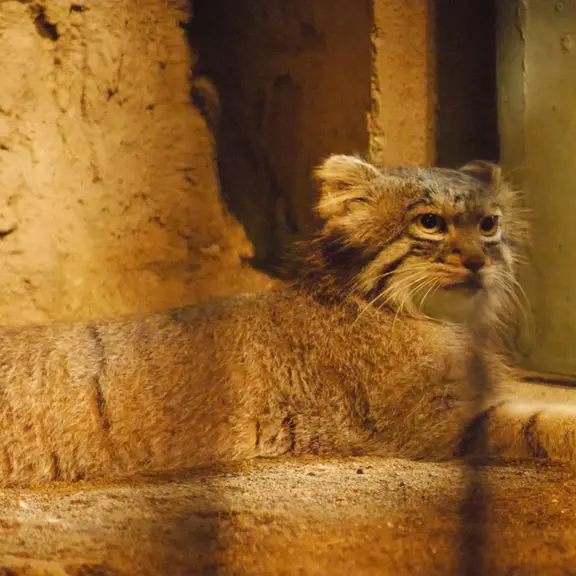 A photograph of a Pallas's cat in Nogeyama Zoo