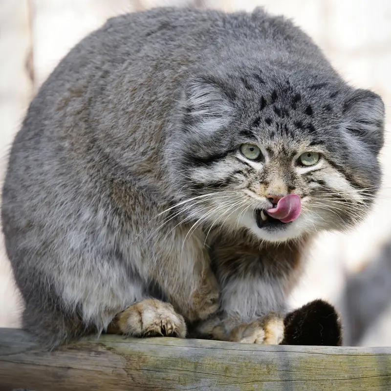 A photograph of Dima in Grasleben Zoo