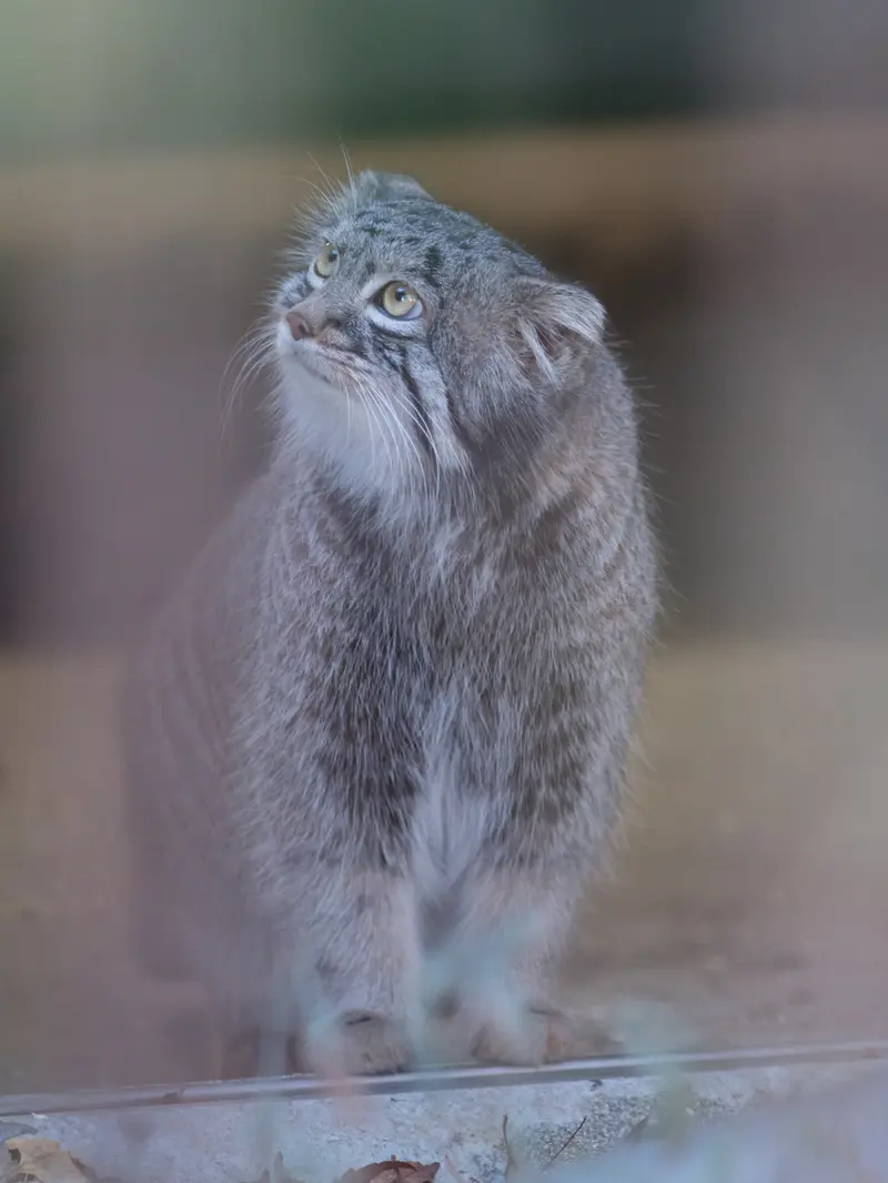 A photograph of Figa in Nogeyama Zoo