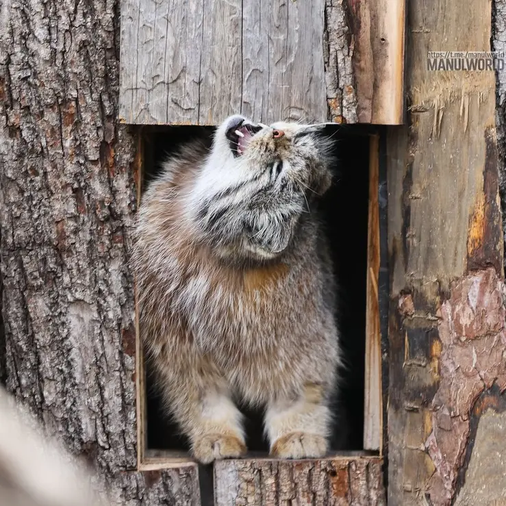 A photograph of Kai in Red River Zoo