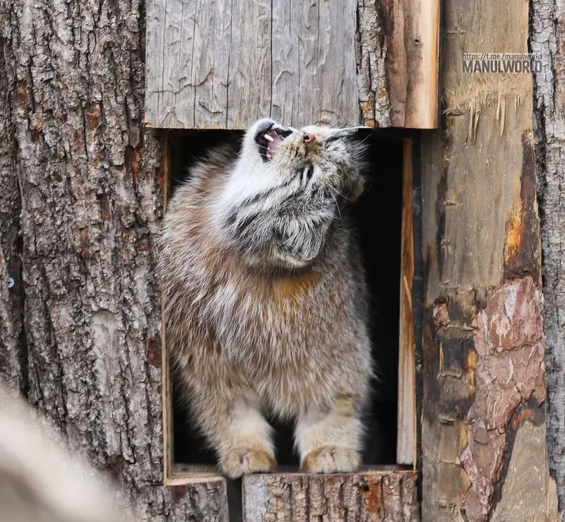 A photograph of Kai in Red River Zoo