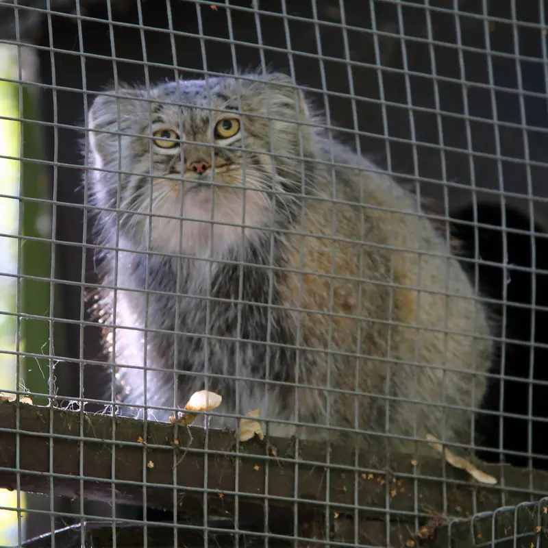A photograph of Aysen in Košice Zoo