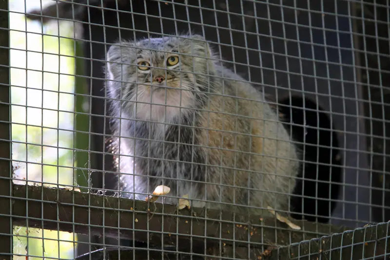A photograph of Aysen in Košice Zoo