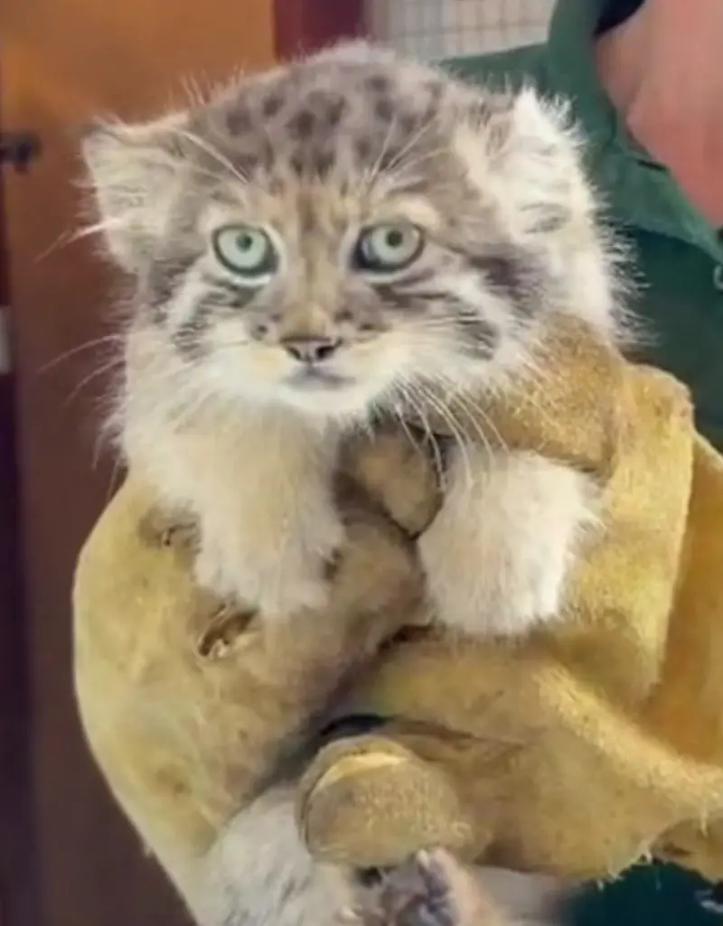 A photograph of Kitten of Zaya b.2026 Ⅰ, Kitten of Zaya b.2026 Ⅱ, Kitten of Zaya b.2026 Ⅲ, and Kitten of Zaya b.2026 Ⅳ in Banham Zoo