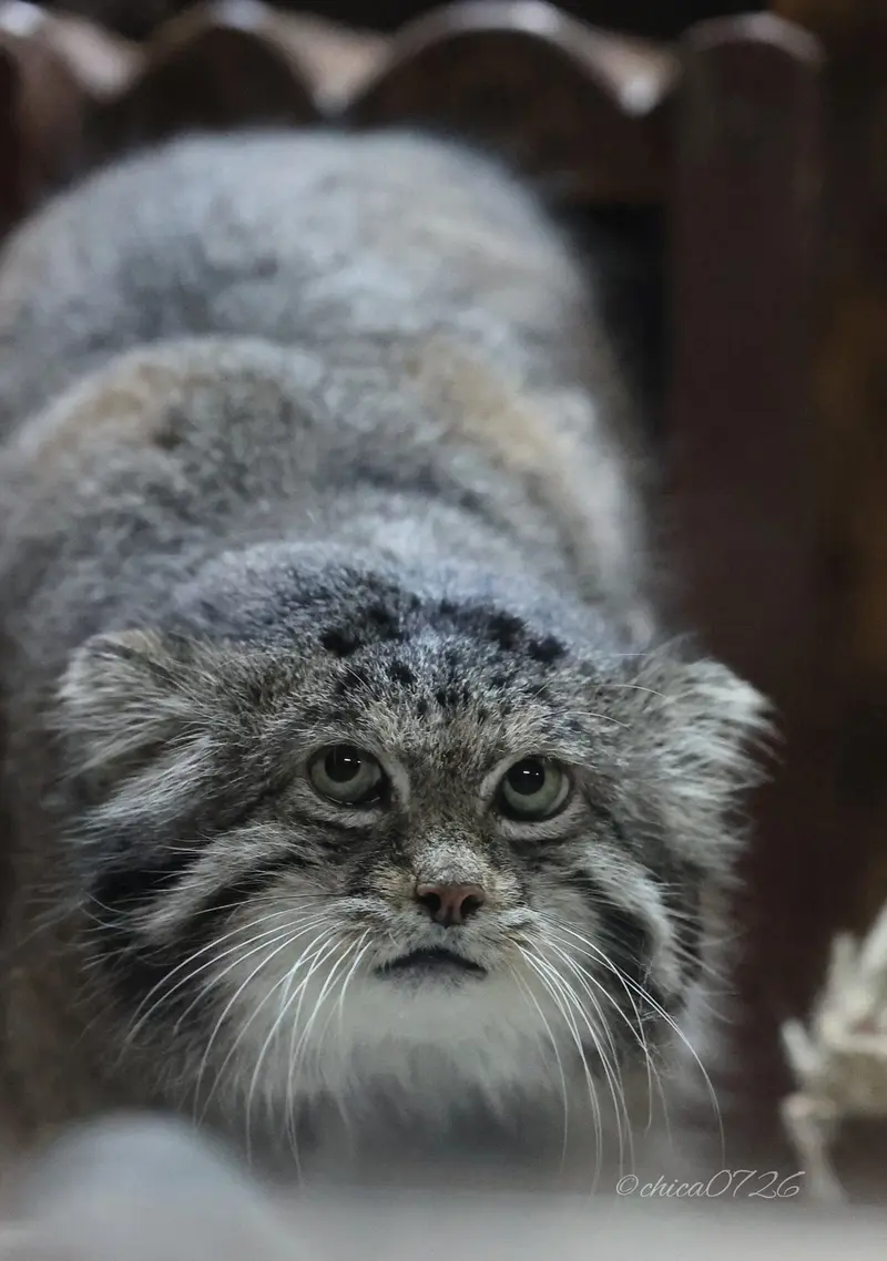 A photograph of Klyon in Ueno Zoological Gardens