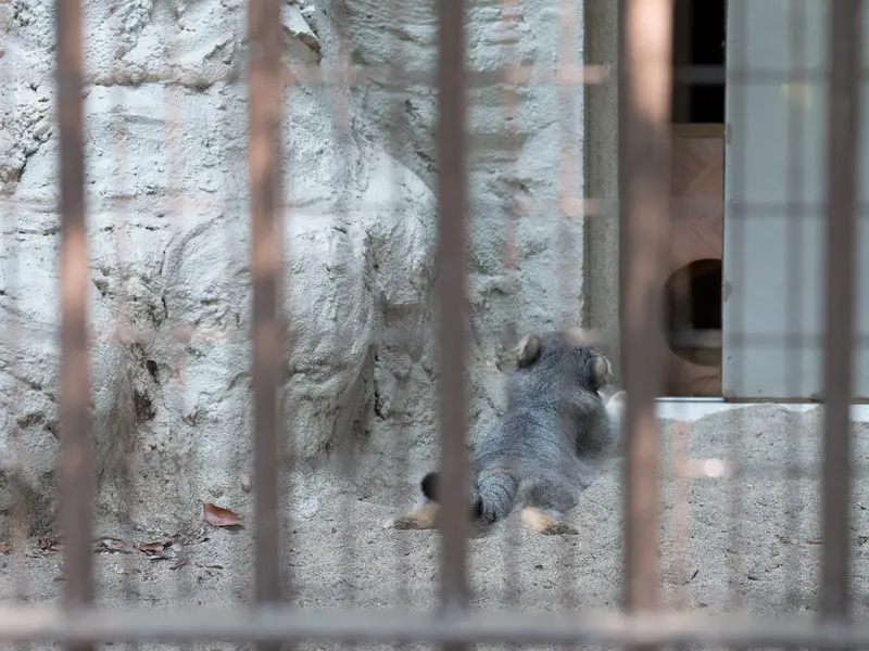 A photograph of Figa in Nogeyama Zoo