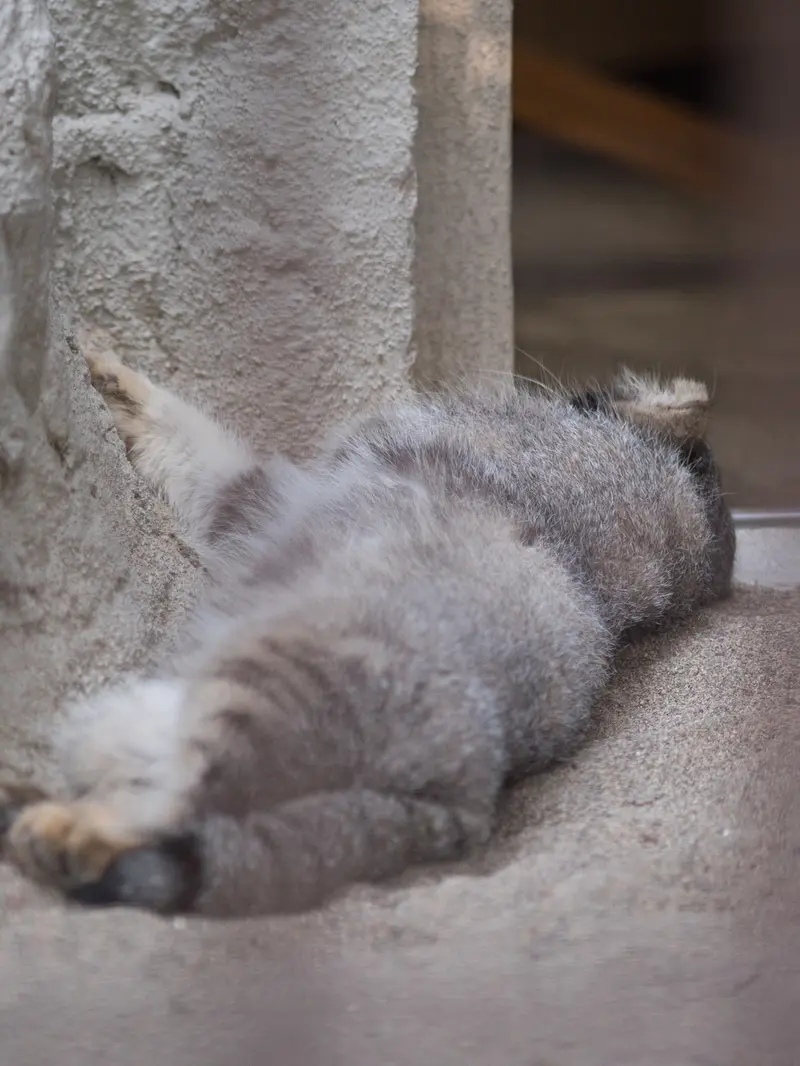 A photograph of Figa in Nogeyama Zoo