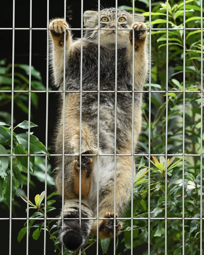 A photograph of Nobu in Higashiyama Zoo and Botanical Gardens