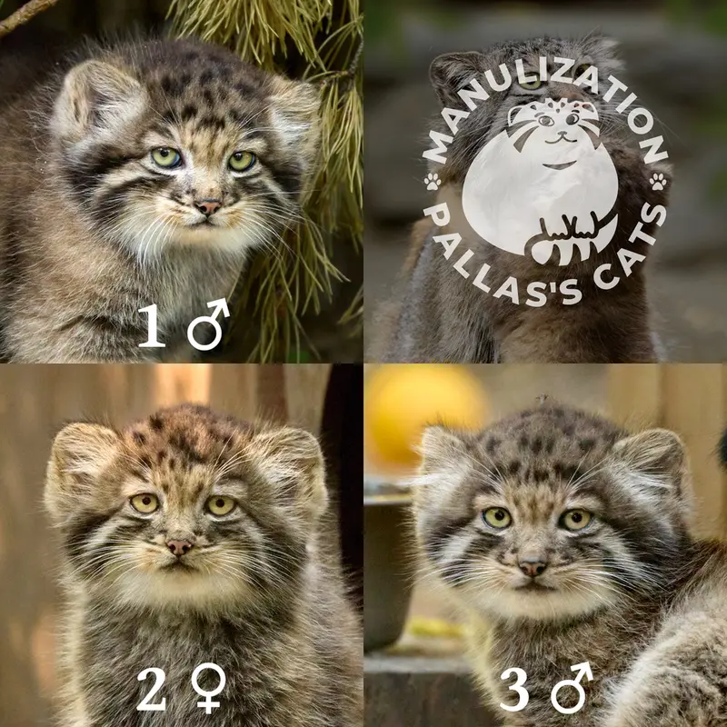 A photograph of Son of Snezhana b.2026 Ⅰ, Daughter of Snezhana b.2026 Ⅱ, and Son of Snezhana b.2026 Ⅲ in Novosibirsk Zoo