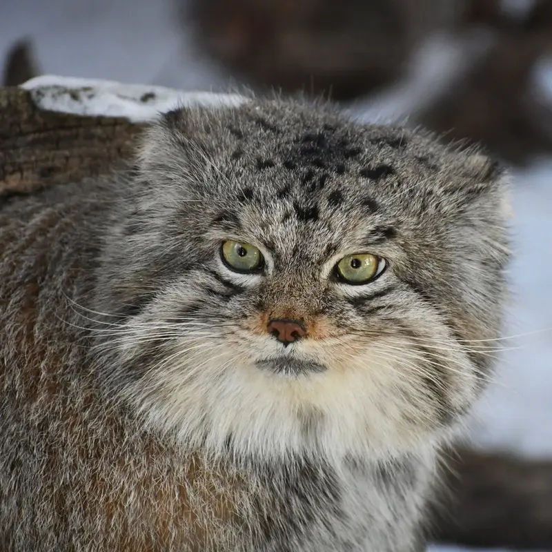 A photograph of Bo in Cheyenne Mountain Zoo