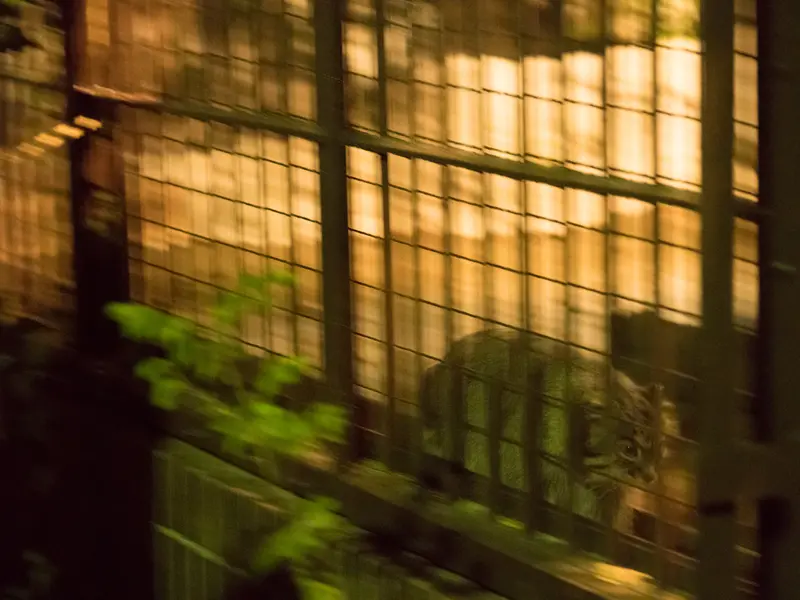 A photograph of Figa in Nogeyama Zoo
