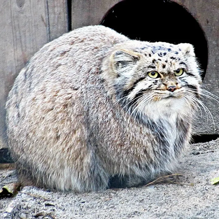 A photograph of a Pallas's cat in Novosibirsk Zoo