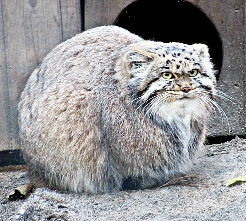 A photograph of a Pallas's cat in Novosibirsk Zoo