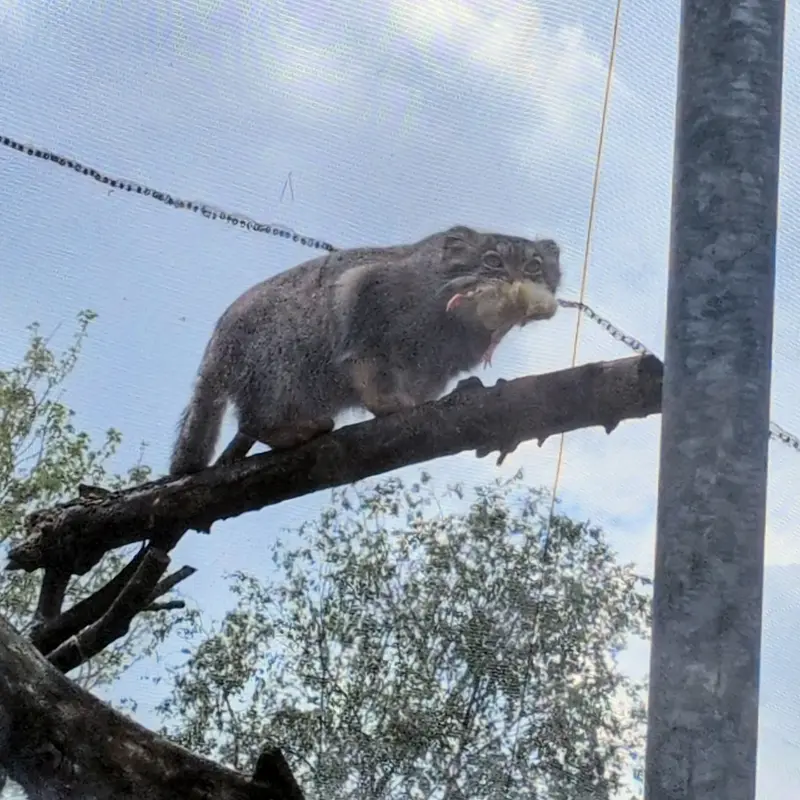 A photograph of Bat-Erdene in The Lakeland Wildlife Oasis