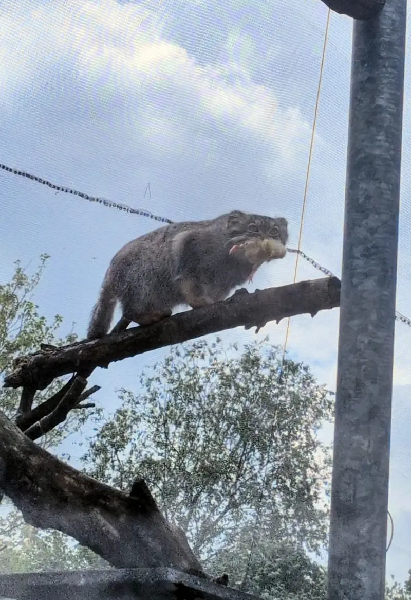 A photograph of Bat-Erdene in The Lakeland Wildlife Oasis