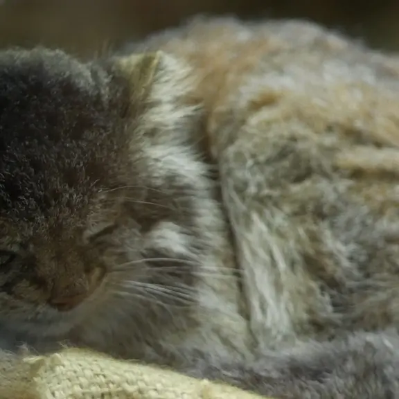 A photograph of a Pallas's cat in Ueno Zoological Gardens