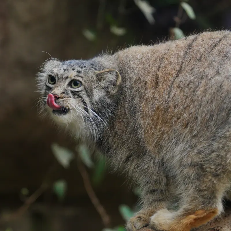 A photograph of Az in Kobe Animal Kingdom