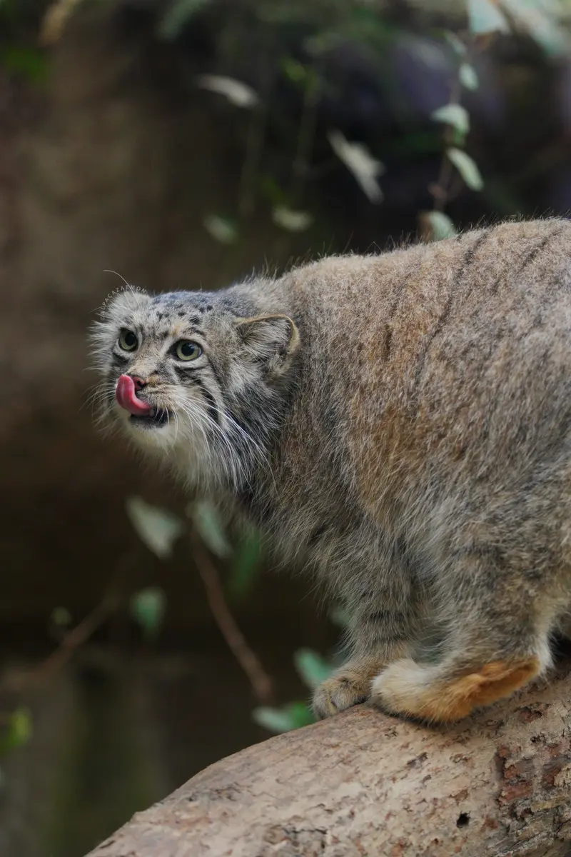 A photograph of Az in Kobe Animal Kingdom
