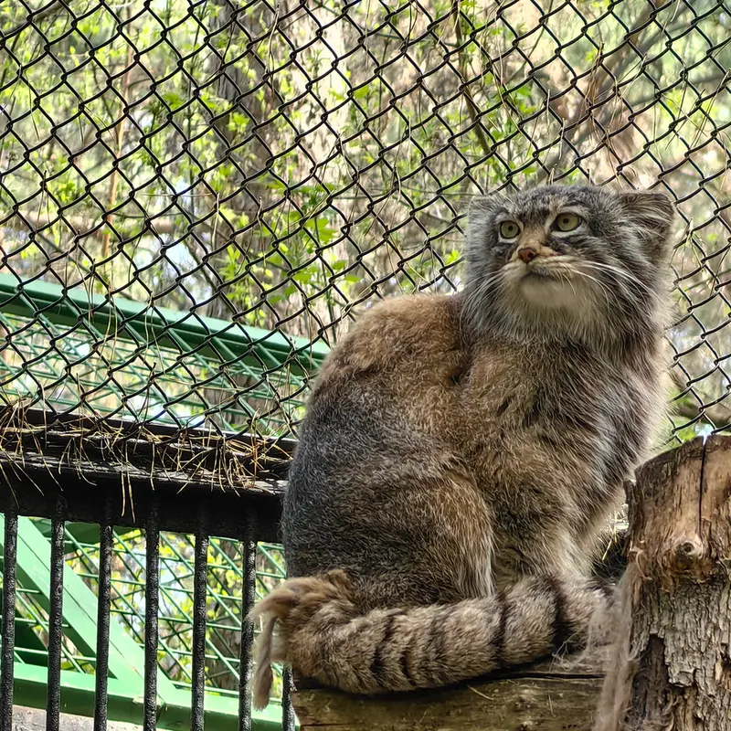 A photograph of Daughter of Eve 2023 Ⅲ in Novosibirsk Zoo