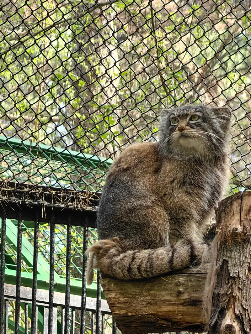 A photograph of Daughter of Eve 2023 Ⅲ in Novosibirsk Zoo