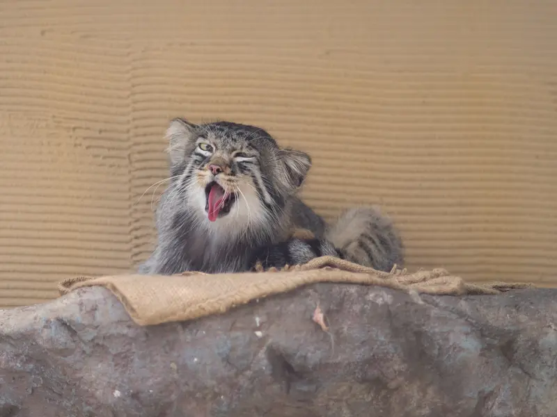 A photograph of Hide in Asahiyama Zoo
