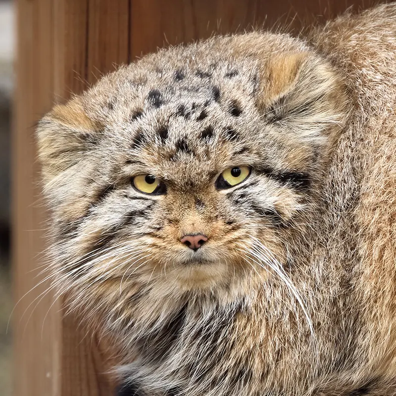 Ginger the Pallas's cat from Novosibirsk Zoo