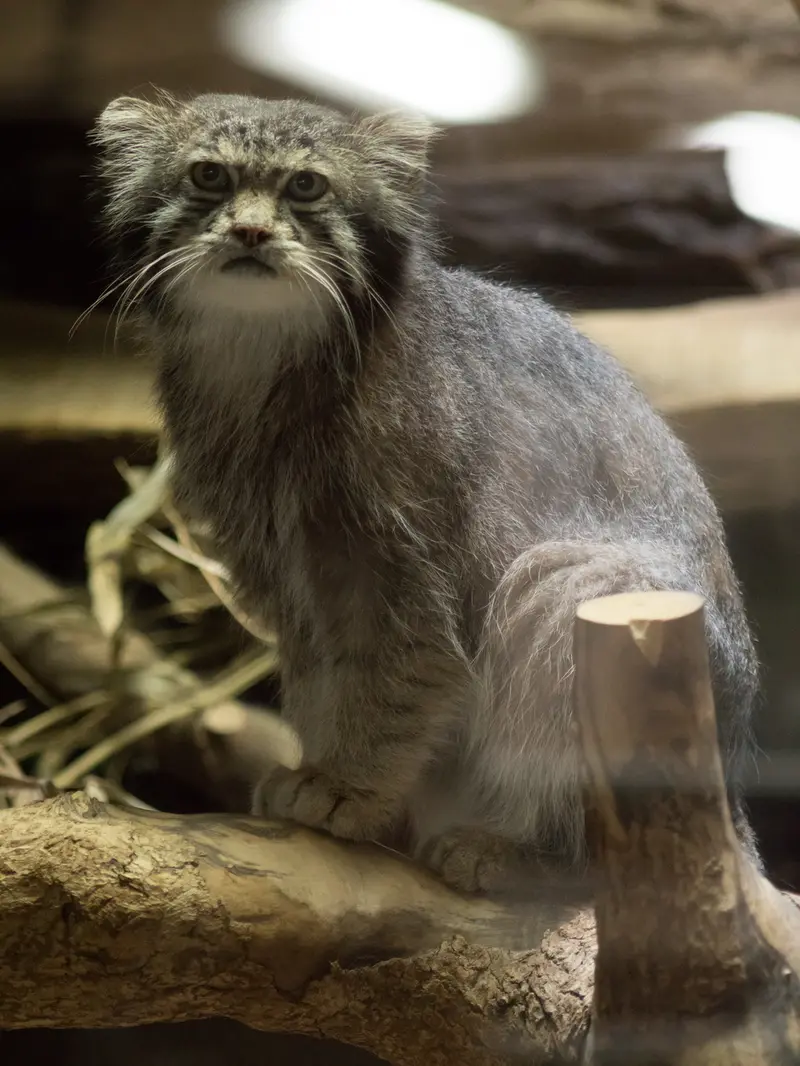 A photograph of Klyon in Ueno Zoological Gardens