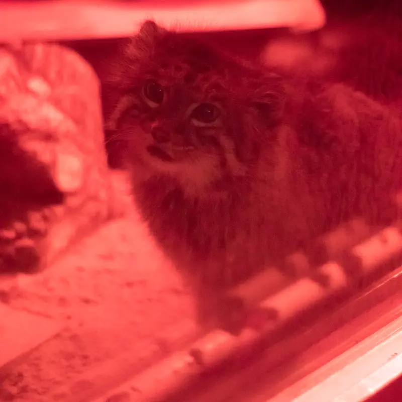 A photograph of Naim in Ueno Zoological Gardens