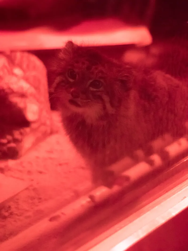 A photograph of Naim in Ueno Zoological Gardens