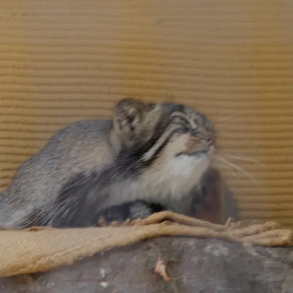 A photograph of a Pallas's cat in Asahiyama Zoo