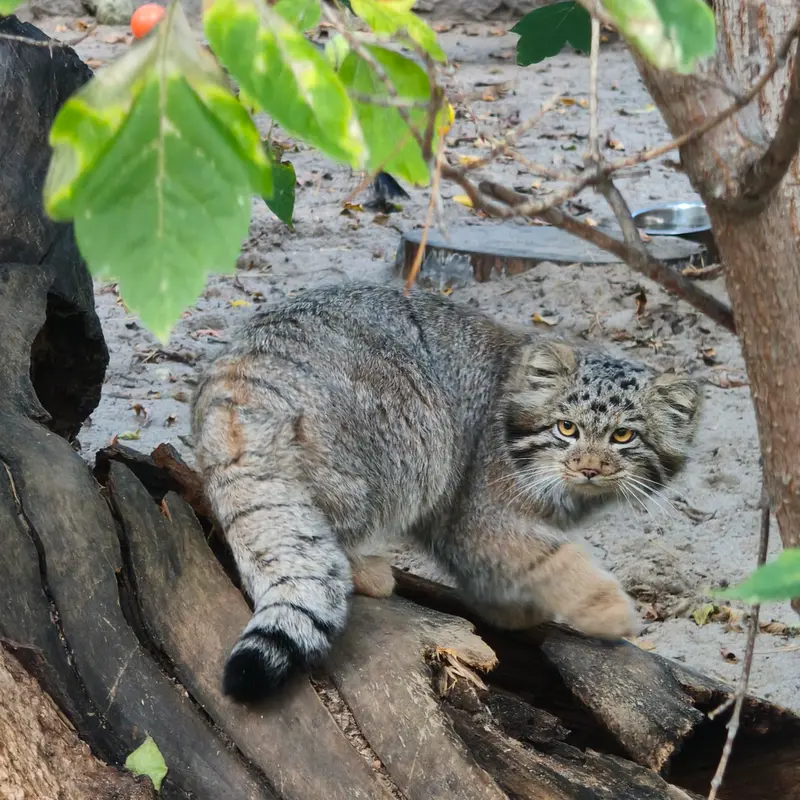A photograph of a Pallas's cat in Novosibirsk Zoo