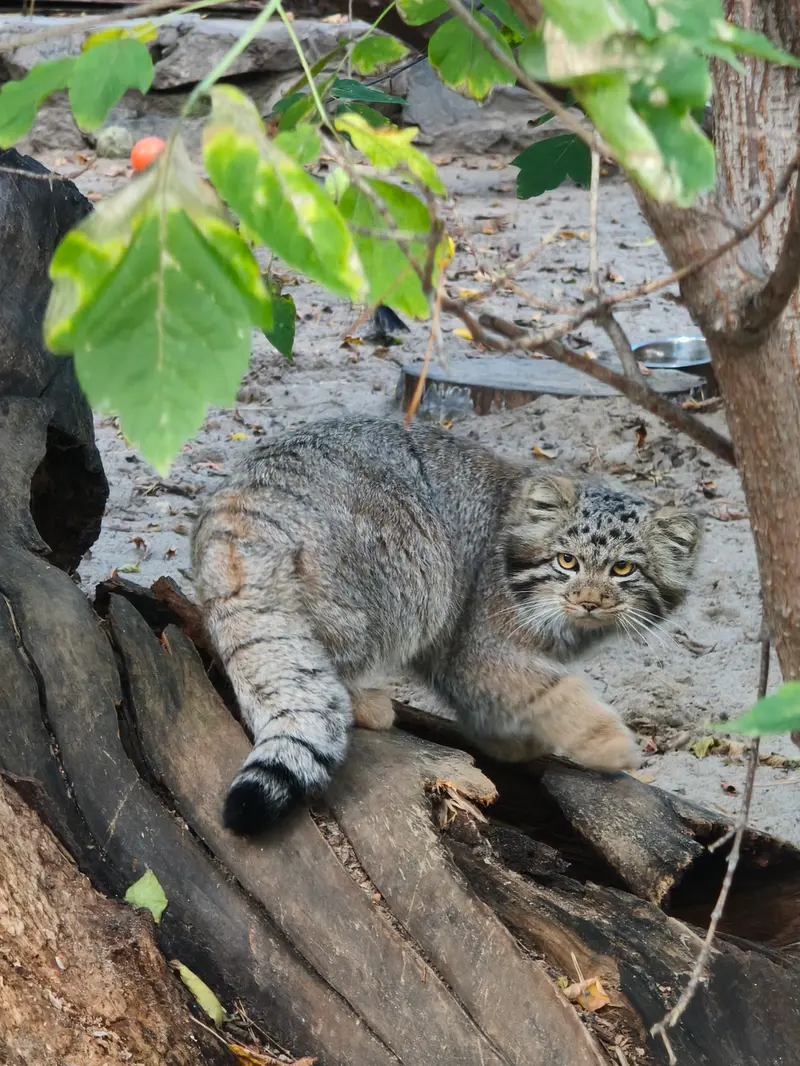 A photograph of a Pallas's cat in Novosibirsk Zoo