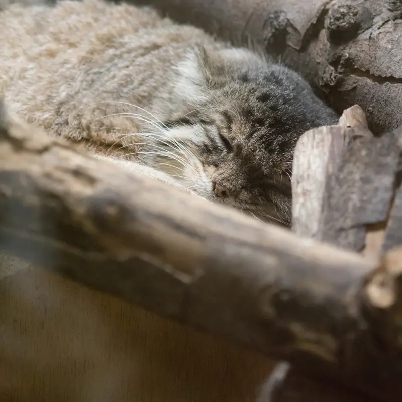A photograph of Primula in Ueno Zoological Gardens