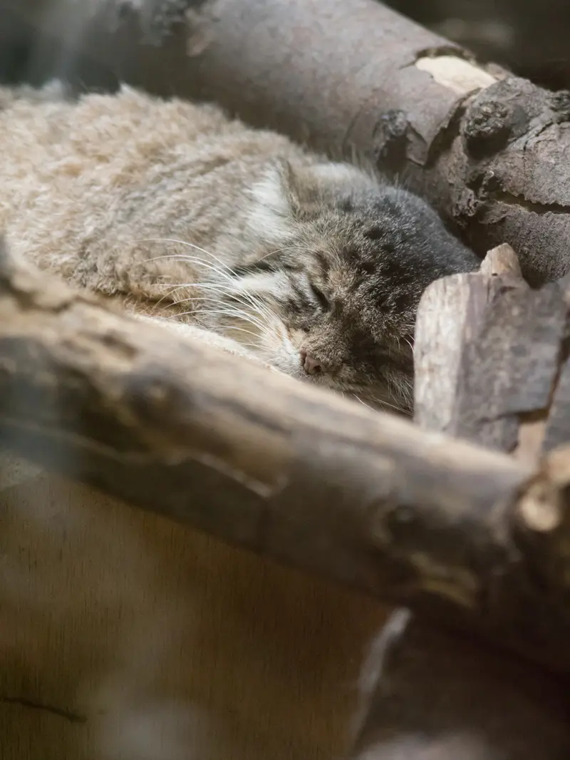 A photograph of Primula in Ueno Zoological Gardens